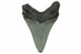 Serrated, Juvenile Megalodon Tooth - South Carolina #302143-1